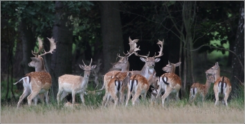 <p>DANĚK SKVRNITÝ (Dama dama) Šluknovsko - obora /Fallow deer - Damhirsch/</p>